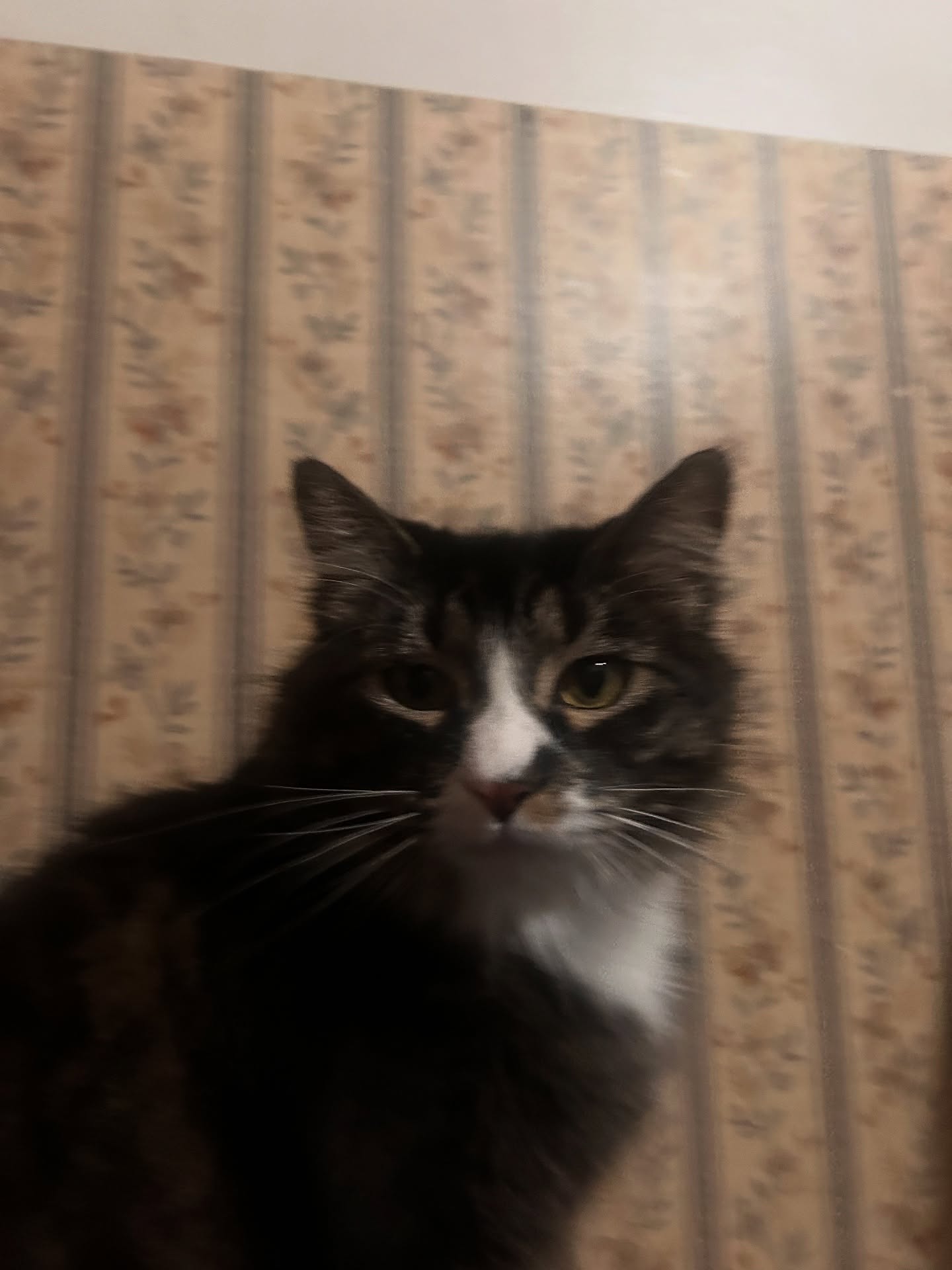 Tuxedo cat portrait